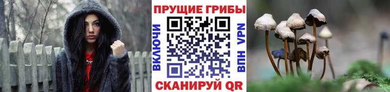 Псилоцибиновые грибы Cubensis  как найти закладки  Зеленокумск 